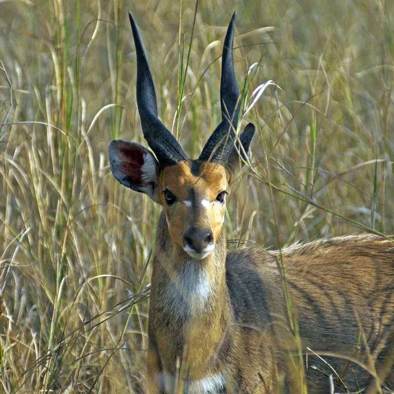 Dovedale-Ranch-Bushbuck-Image Dovedale-Ranch-Impala-Image