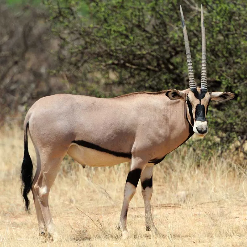 Dovedale-Ranch-Gemsbok-Image Dovedale-Ranch-Impala-Image