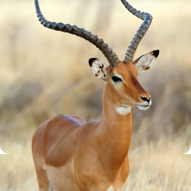 Dovedale-Ranch-Impala-Image Dovedale-Ranch-Impala-Image