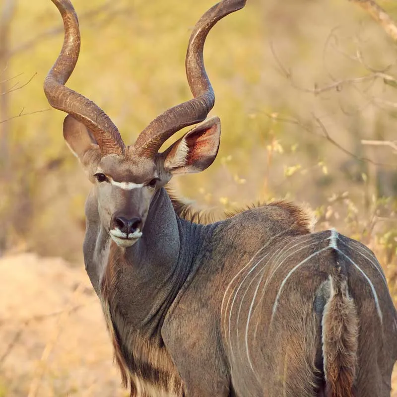 Dovedale-Ranch-Kudu-Image Dovedale-Ranch-Impala-Image