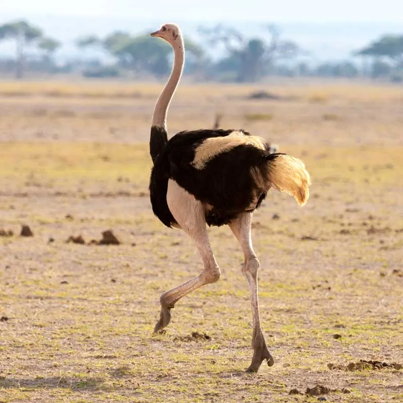 Dovedale-Ranch-Ostrich-Image Dovedale-Ranch-Impala-Image