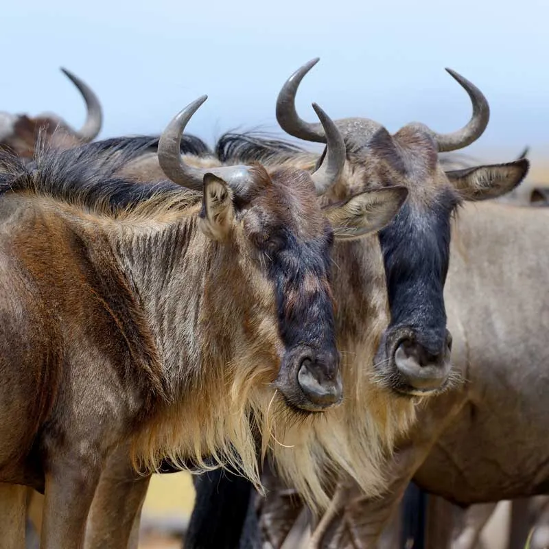 Dovedale-Ranch-Wildebees-Image Dovedale-Ranch-Impala-Image