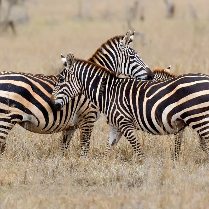 Dovedale-Ranch-Zebra-Image Dovedale-Ranch-Zebra-Image