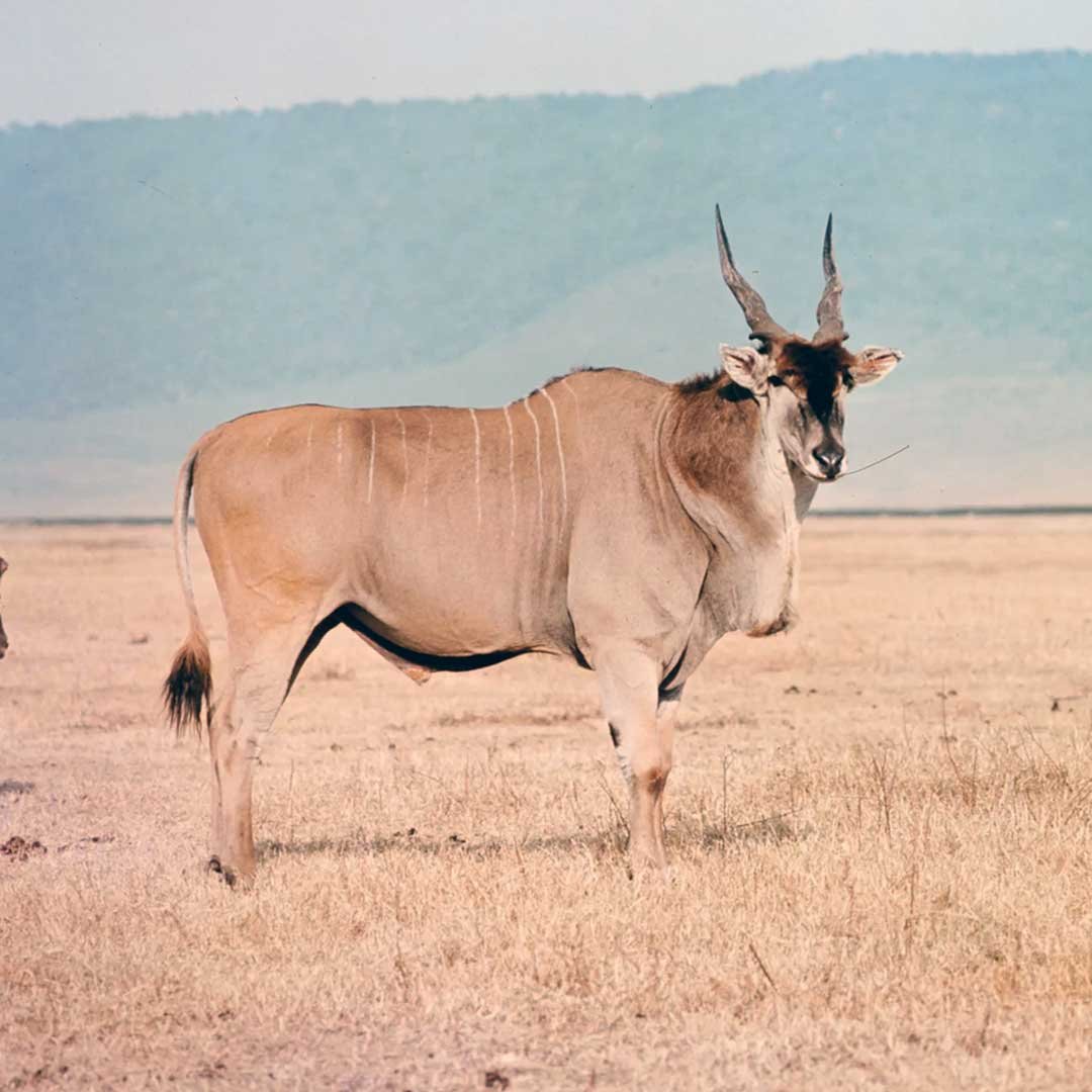 Eland-Square-Image Eland-Square-Image
