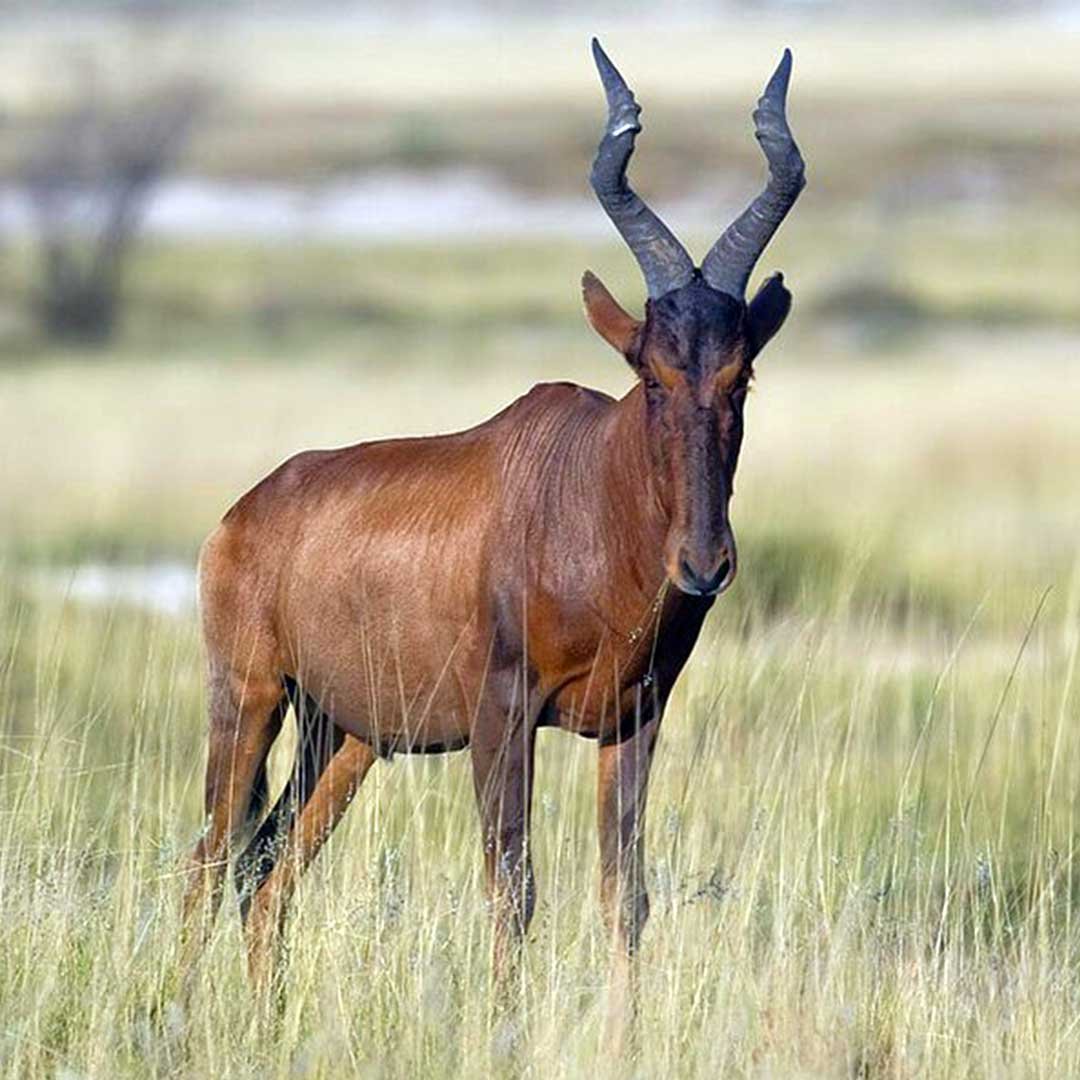 Red-Hartebeest-Square-Image Red-Hartebeest-Square-Image
