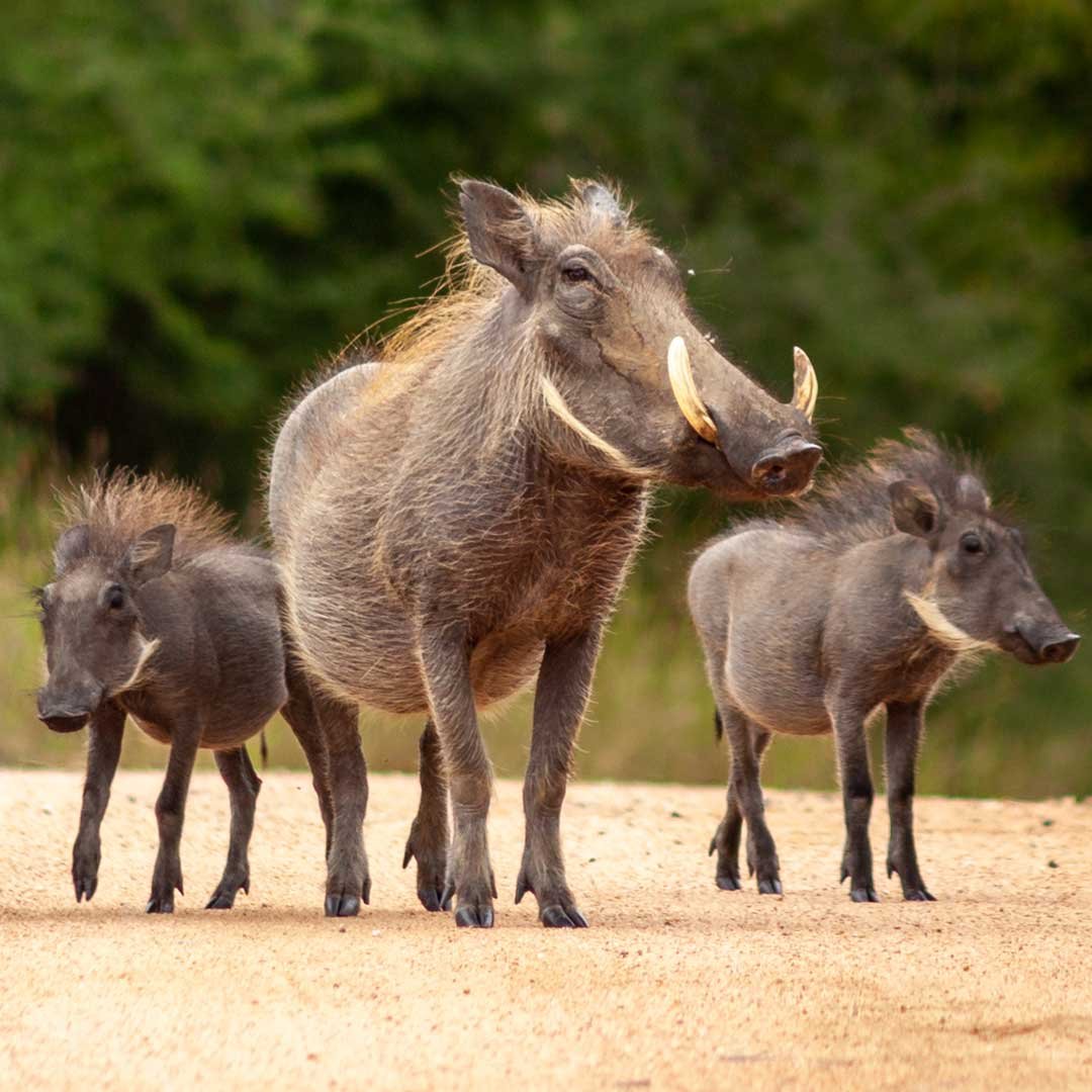 Warthog-Square-Image Warthog-Square-Image