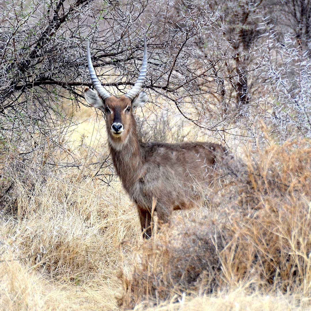 Waterbuck-Square-Image-2 Waterbuck-Square-Image-2